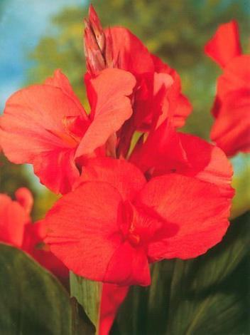 Blumenrohr billig (Canna) 'City Of Portland'