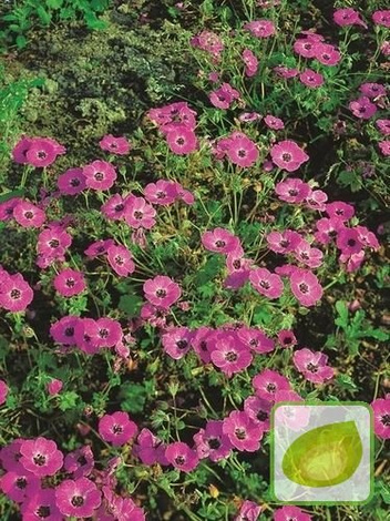 Bodziszek (Geranium) Splendens