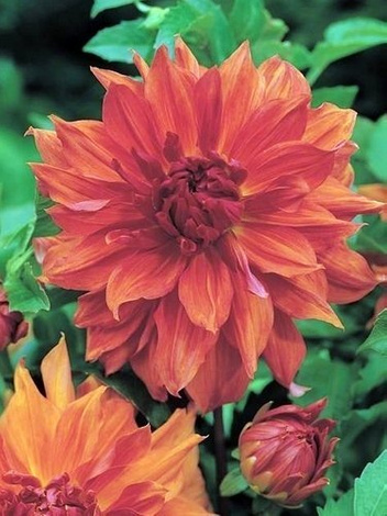 Dahlia (Dahlia) 'Belle Of Barmera'