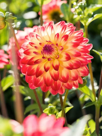 Dahlie (Dahlia) 'Sights of Summer'