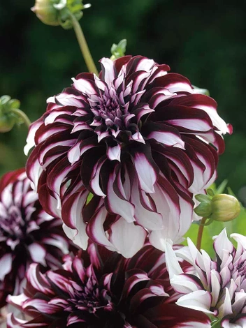 Dahlie (Dahlia) 'Tartan' 1 St.