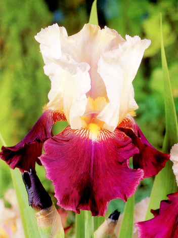 Deutsche Schwertlilie (Iris Germanica) 'Tiger Butter'