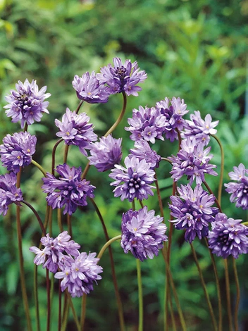 Dichelostemma Congestum