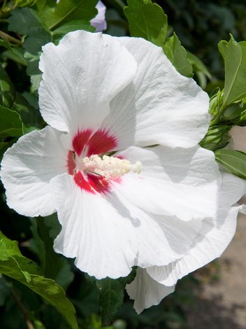 Eibisch (Hibiscus) Weiß - Zierstrauch