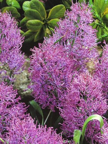 Federhyazinthe (Muscari comosum) 'Plumosum'