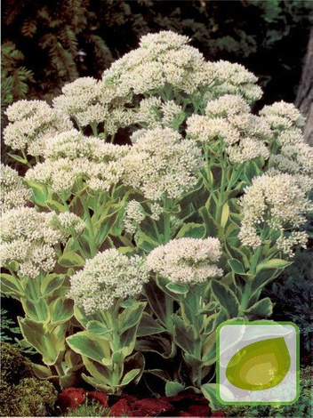 Fetthennen (Sedum) Frosty Morn