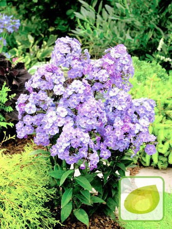 Flammenblume (Phlox) Blue Boy