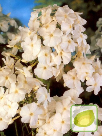 Flammenblume (Phlox) David/ White