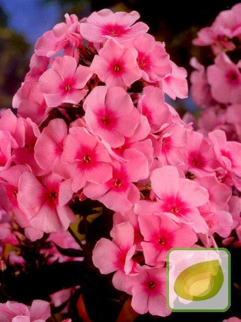 Flammenblume (Phlox) Eva Cullum/ Pink