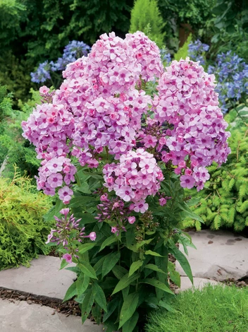 Flammenblume (Phlox paniculata) 'Bright Eyes'