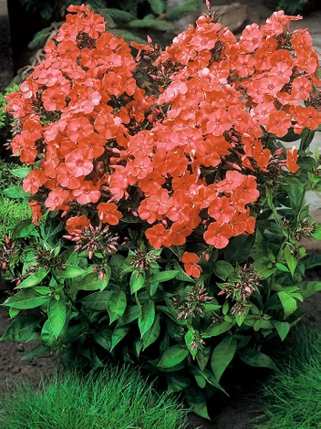 Flammenblume (Phlox paniculata) 'Orange Perfection'