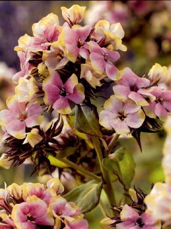 Flammenblume (Phlox paniculata) 'Sherbet Blend'