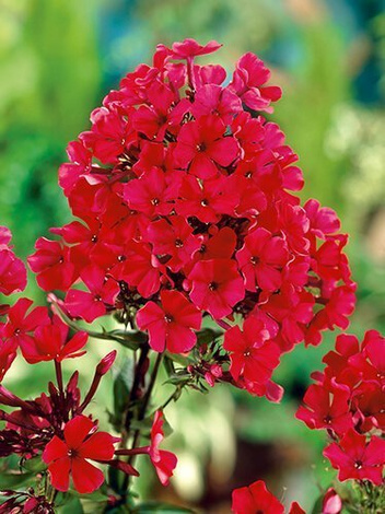 Flammenblume (Phlox paniculata) 'Starfire'