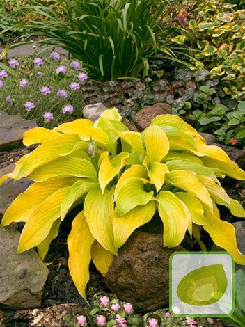 Funkie (Hosta) Lakeside Cha Cha