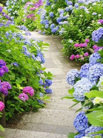 Gartenhortensie (Hydrangea) Blau