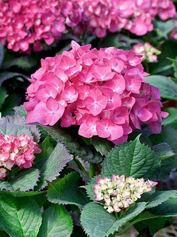 Gartenhortensie (Hydrangea) Rosa