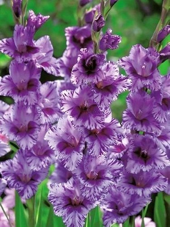 Gladiole (Gladiolus) 'Passos'