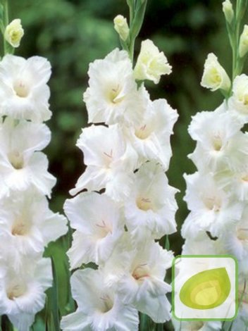 Gladiole (Gladiolus) White Prosperity