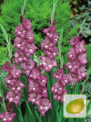 Gladiole billig (Gladiolus) Blue Isle