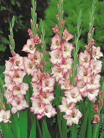 Gladiole billig (Gladiolus) 'Priscilla'
