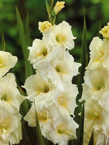 Gladiole billig (Gladiolus) 'White Friendship'