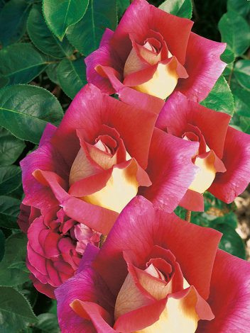 Großblumige Rose (Rosa) 'Kronenburg'