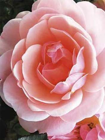 Großblumige Rose (Rosa) 'Meichim'