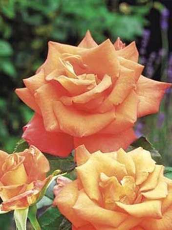Großblumige Rose (Rosa) 'Monika'