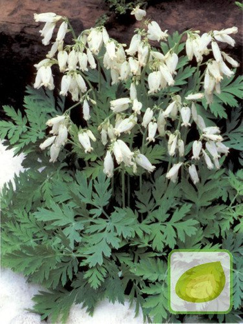 Herzblumen (Dicentra) Formosa Alba