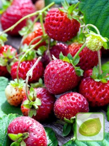 Himbeer-Erdbeere (Framberry)