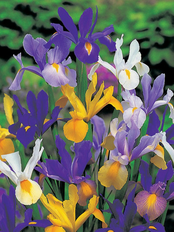 Holländische Iris Mix