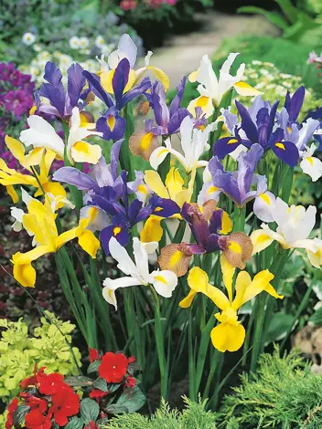 Holländische Schwertlilie (Iris hollandica) mix