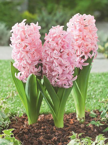 Hyazinthe (Hyacinthus) 'Anna Marie'