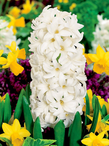 Hyazinthe (Hyacinthus) 'Carnegie'