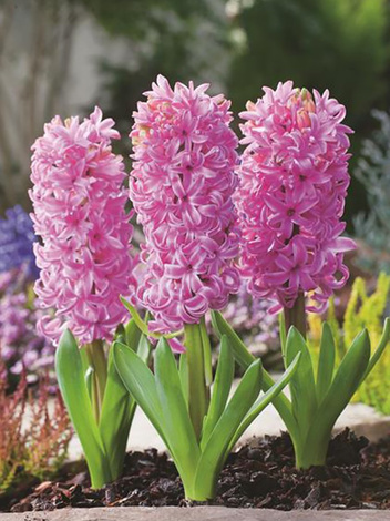 Hyazinthe (Hyacinthus) 'Pink Pearl'