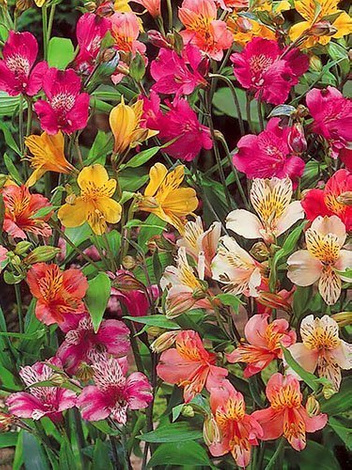 Inkalilie (Alstroemeria) Mix