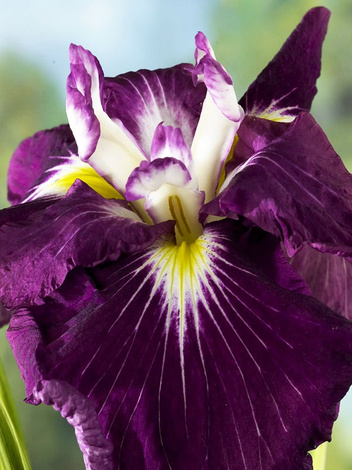 Japanische Schwertlilie (Iris Ensata) 'Asian Warrior'