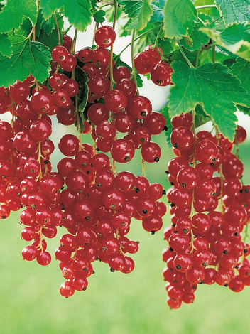 Johannisbeere (Ribes rubrum) Rot