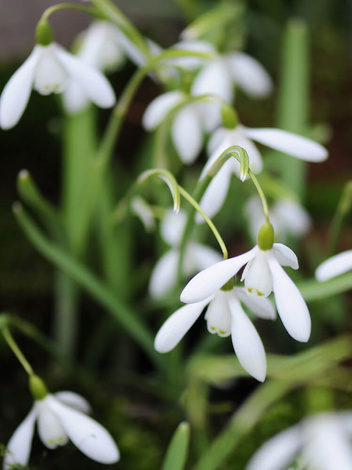 Kleines Schneeglöckchen (Galanthus nivalis)