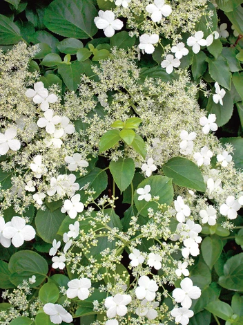 Kletterhortensie (Hydrangea)