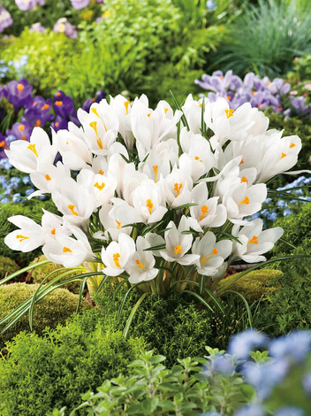 Krokus (Crocus) 'Jeanne d'Arc'