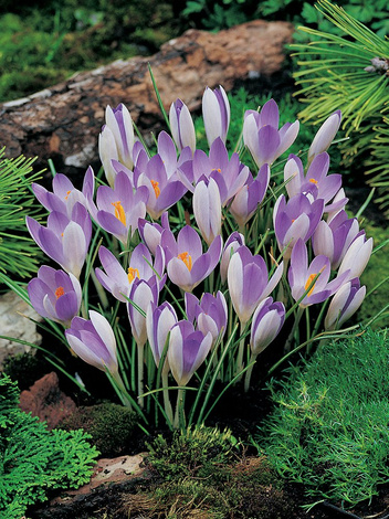 Krokus (Crocus) 'Tommasinianus'