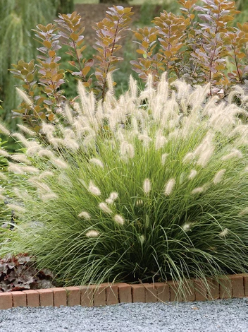 Lampenputzergras (Pennisetum alopecuroides) 'Hameln'