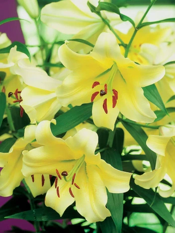 Lilia (Lilium) Conca d'Or