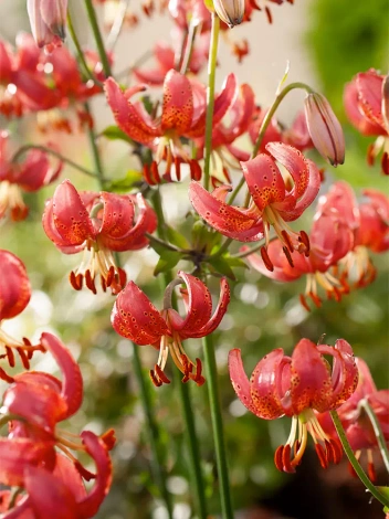 Lilia (Lilium) 'Manitoba Morning'