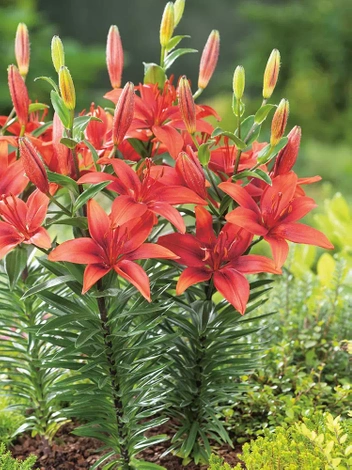 Lilie (Lilium) 'Cavoli'