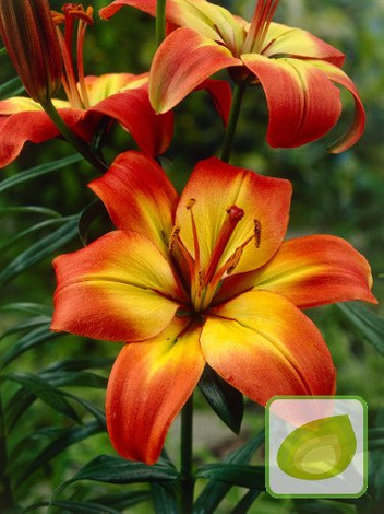 Lilie (Lilium) Linda