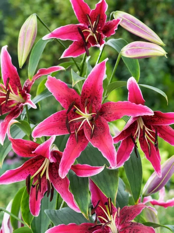 Lilie (Lilium) 'Miss Feya'  1 St.