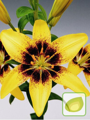 Lilie "Lilium" Pixels Yellow