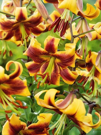 Lilie (Lilium) 'Robert Swanson'